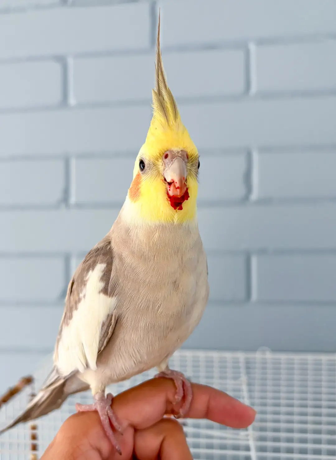 calopsita com o bico sujo após comer beterraba
